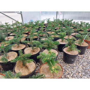 Normandská jedľa (Abies Nordmanniana) - výška 15-25 cm, kont. C5L